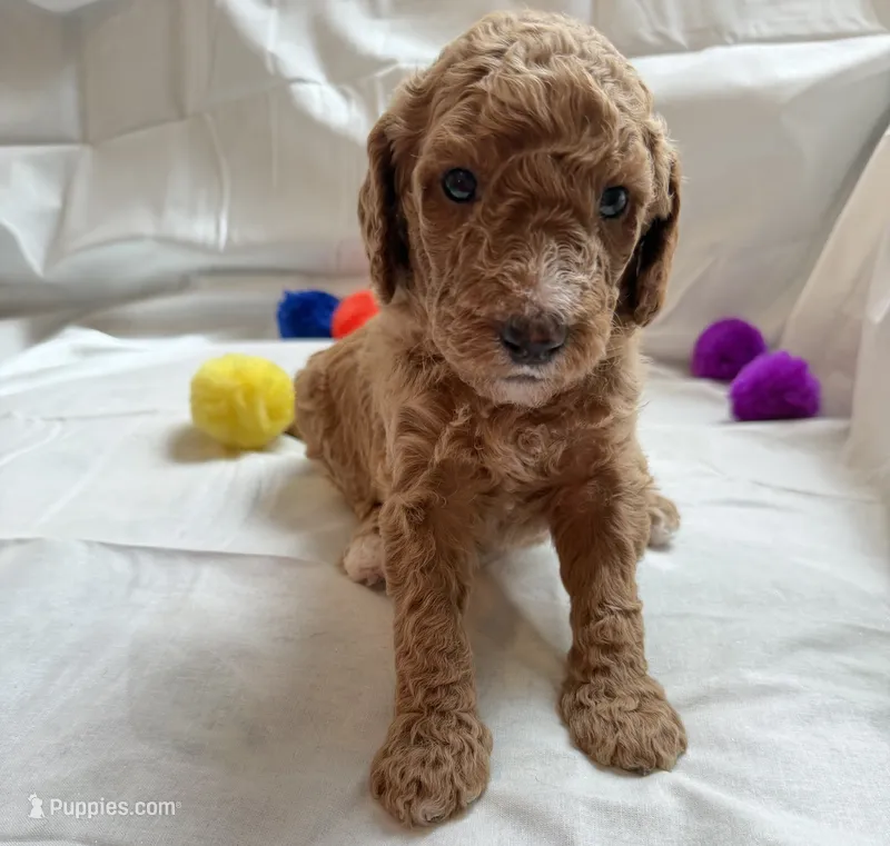 Christina – Poodle - Standard  puppy for sale in Chicago, IL