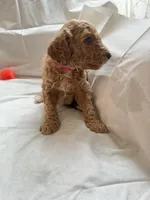 Christina, a female Poodle - Standard  for sale in Chicago, IL – 4 of 4