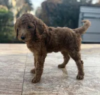 Princess, a female Goldendoodle for sale in Sugar Land, TX – Photo 3 of 3