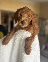 Princess, a female Goldendoodle for sale in Sugar Land, TX – Photo 1 of 3