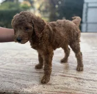 Princess, a female Goldendoodle for sale in Sugar Land, TX – Photo 2 of 3
