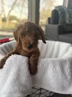 Bo, a male Goldendoodle for sale in Sugar Land, TX – Photo 7 of 7