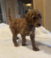 Prince, a male Goldendoodle for sale in Sugar Land, TX – Photo 3 of 3