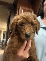 Bo, a male Goldendoodle for sale in Sugar Land, TX – Photo 5 of 7