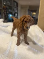 Bo, a male Goldendoodle for sale in Sugar Land, TX – Photo 6 of 7