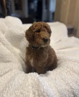 Prince, a male Goldendoodle for sale in Sugar Land, TX – Photo 2 of 3