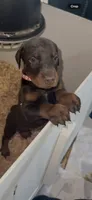 Red Female Doberman , a male Doberman Pinscher for sale in Auburn, WA – 6 of 6