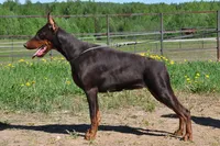 Female Puppy, a female Doberman Pinscher for sale in Auburn, WA – 3 of 7