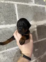Female Puppy, a female Doberman Pinscher for sale in Auburn, WA – 5 of 7