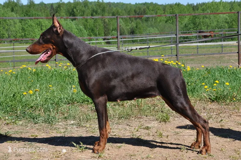 Red Female Euro Doberman – Doberman Pinscher puppy for sale in Auburn, WA