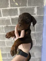 Red Female Euro Doberman, a female Doberman Pinscher for sale in Auburn, WA – 5 of 5
