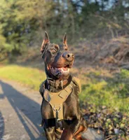 Female Puppy, a female Doberman Pinscher for sale in Auburn, WA – 4 of 7
