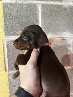 Male Puppy, a male Doberman Pinscher for sale in Auburn, WA – 7 of 7