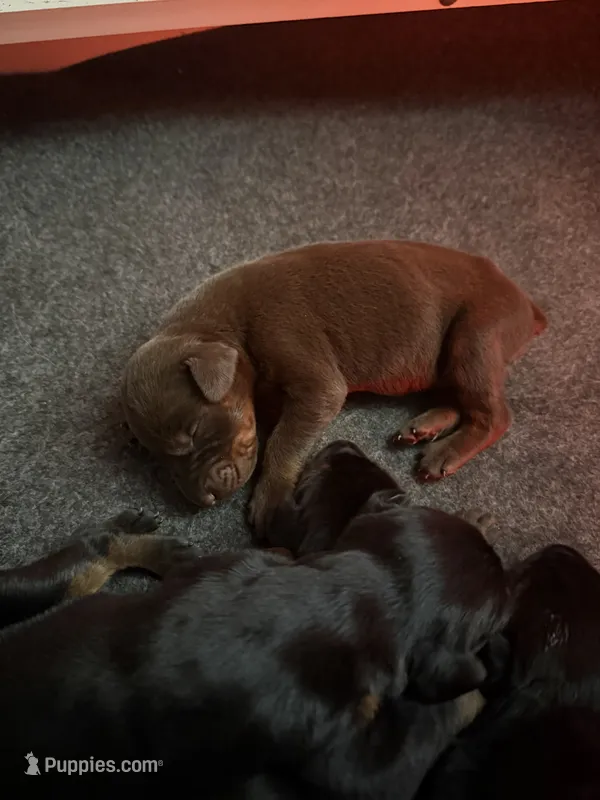 Red Female Puppy – Doberman Pinscher puppy for sale in Auburn, WA