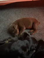 Red Female Puppy, a male Doberman Pinscher for sale in Auburn, WA – 1 of 6