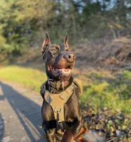 Black Doberman Male, a male Doberman Pinscher for sale in Auburn, WA – 3 of 5