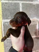 Male Puppy, a male Doberman Pinscher for sale in Auburn, WA – 6 of 7