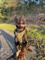 Red Female Puppy, a male Doberman Pinscher for sale in Auburn, WA – 3 of 6