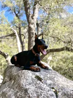 Black Doberman Male, a male Doberman Pinscher for sale in Auburn, WA – 4 of 5