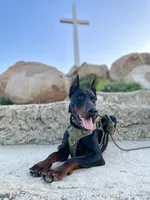 Red Female Puppy, a male Doberman Pinscher for sale in Auburn, WA – 2 of 6