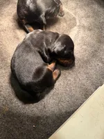 Black Doberman Male, a male Doberman Pinscher for sale in Auburn, WA – 1 of 5