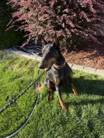 Red Female Puppy, a male Doberman Pinscher for sale in Auburn, WA – 6 of 6