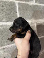 Female Puppy, a female Doberman Pinscher for sale in Auburn, WA – 2 of 7