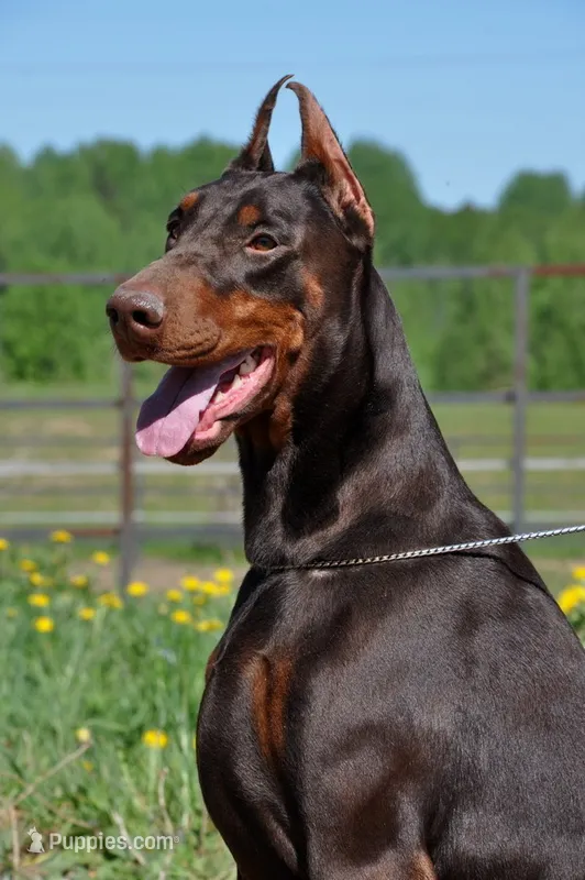 Female Puppy – Doberman Pinscher puppy for sale in Auburn, WA