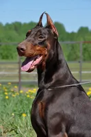 Female Puppy, a female Doberman Pinscher for sale in Auburn, WA – 1 of 7