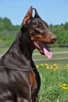 Red Female Euro Doberman, a female Doberman Pinscher for sale in Auburn, WA – 2 of 5