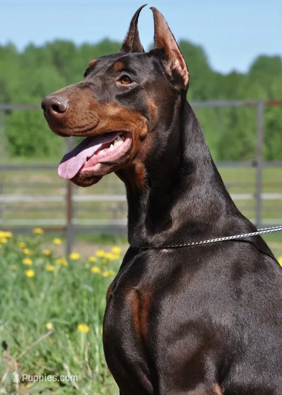 Red Male Euro Doberman – Doberman Pinscher puppy for sale in Auburn, WA