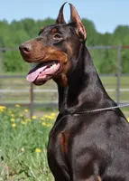 Red Male Euro Doberman, a male Doberman Pinscher for sale in Auburn, WA – 1 of 6