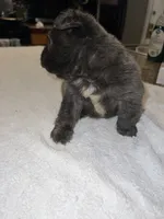 Cherry , a female French Bulldog for sale in Ontario, CA – 1 of 5