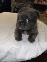 Cherry , a female French Bulldog for sale in Ontario, CA – 4 of 5