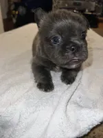 Cherry , a female French Bulldog for sale in Ontario, CA – 3 of 5
