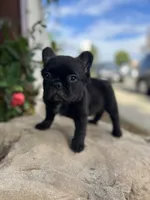 Venom, a male French Bulldog for sale in Ontario, CA – 1 of 7
