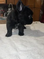 Big bear , a male French Bulldog for sale in Ontario, CA – 2 of 5