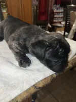 Colors, a male French Bulldog for sale in Ontario, CA – 3 of 5