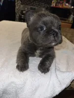 Cherry , a female French Bulldog for sale in Ontario, CA – 2 of 5