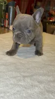 Scarlett , a female French Bulldog for sale in Ontario, CA – 3 of 6