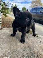 Venom, a male French Bulldog for sale in Ontario, CA – 4 of 7
