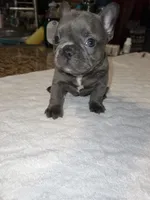 Scarlett , a female French Bulldog for sale in Ontario, CA – 2 of 6