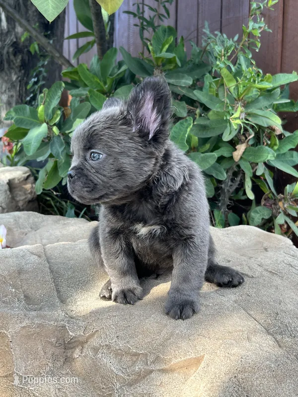 Dexter  – French Bulldog puppy for sale in Ontario, CA