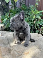Dexter , a male French Bulldog for sale in Ontario, CA – 1 of 7