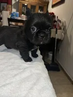 Big bear , a male French Bulldog for sale in Ontario, CA – 4 of 5