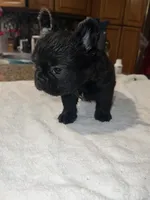 Big bear , a male French Bulldog for sale in Ontario, CA – 1 of 5