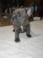 Scarlett , a female French Bulldog for sale in Ontario, CA – 4 of 6