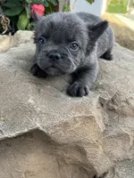 Dexter , a male French Bulldog for sale in Ontario, CA – 7 of 7