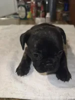 Colors, a male French Bulldog for sale in Ontario, CA – 2 of 5