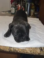 Colors, a male French Bulldog for sale in Ontario, CA – 4 of 5